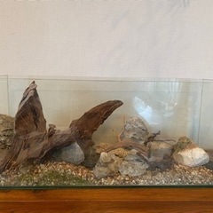 60㎝スリム水槽