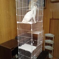 白ちゃん　薄茶が入ってます　（飼い主不在　確認済） − 島根県