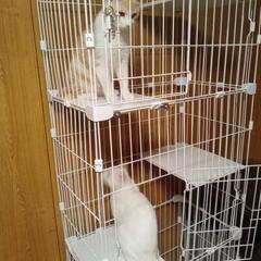 白ちゃん　薄茶が入ってます　（飼い主不在　確認済） - 猫