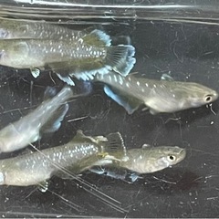 メダカ　フロマージュ　1ペアの画像