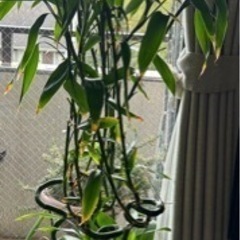 お取引中です。観葉植物ミリオンバンブー