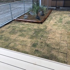天然芝　生芝生　芝生の画像