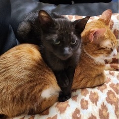 正式譲渡になりました！！ありがとうございました🙇 - 猫