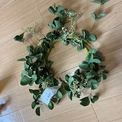 観葉植物の画像