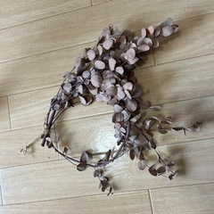 観葉植物の画像