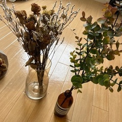 観葉植物の画像