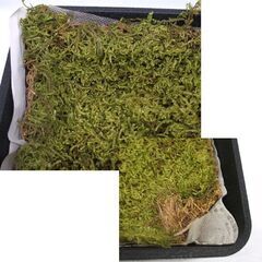 苔 ハイゴケ 這苔 縦29×横35.5cm 苔玉 装飾資材 庭園材 アクアテラリウム Hypnum plumaeforme Wilson　はい苔 コケリウム ☆ PayPay(ペイペイ)決済可能 ☆ 札幌市 豊平区 平岸 平岸店の画像