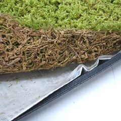 苔 ハイゴケ 這苔 縦29×横35.5cm 苔玉 装飾資材 庭園材 アクアテラリウム Hypnum plumaeforme Wilson　はい苔 コケリウム ☆ PayPay(ペイペイ)決済可能 ☆ 札幌市 豊平区 平岸 平岸店の画像