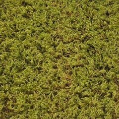 苔 ハイゴケ 這苔 縦29×横35.5cm 苔玉 装飾資材 庭園材 アクアテラリウム Hypnum plumaeforme Wilson　はい苔 コケリウム ☆ PayPay(ペイペイ)決済可能 ☆ 札幌市 豊平区 平岸 平岸店の画像
