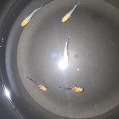 🐟女雛ラメ🐟の画像