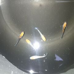 🐟女雛ラメ🐟の画像