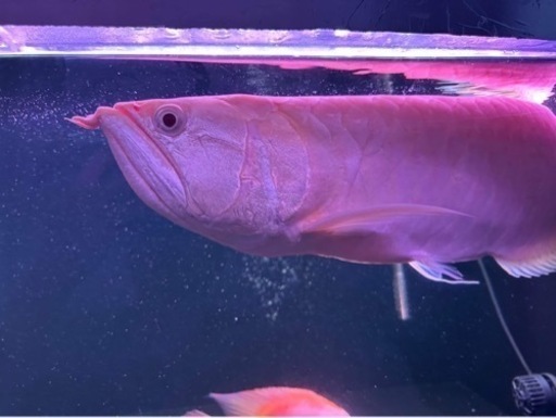 スポーツマリンスポーツ