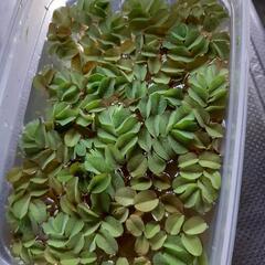 アクアリウム　水草　生き物
