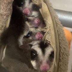 フクロモモンガ　2匹
