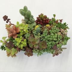 ☆多肉植物寄せ植え