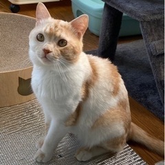 🐈ハーフ君正式譲渡決定🐈