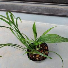 葉蘭　観葉植物