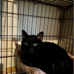 とても美人な黒猫ちゃん