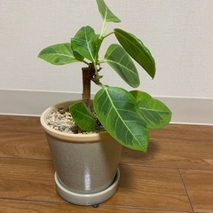 植木鉢　アルテシマ入り
