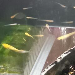 レクリスメダカ　稚魚1匹の画像