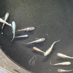 体外光メダカMIXの画像