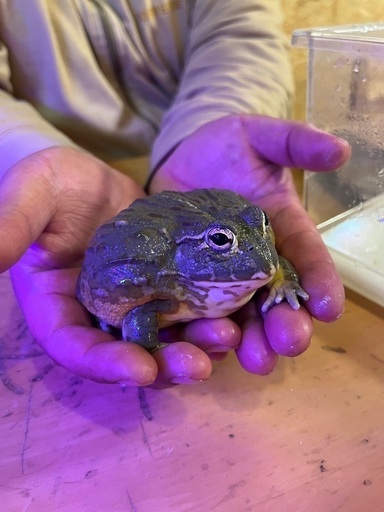 ミヤコヒキガエル