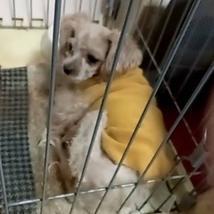 緊急で里親募集中