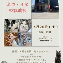 保護猫、保護犬の譲渡会！kokoelmaでやります！4/20(土)