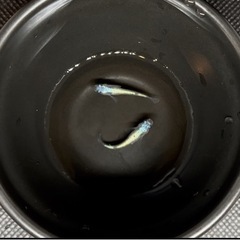 極上ネプチューン2ペアの画像