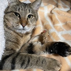 2歳はんのカギしっぽ男子