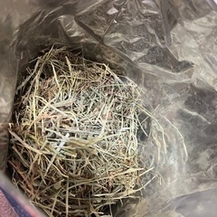 うさぎ チモシー 牧草の画像