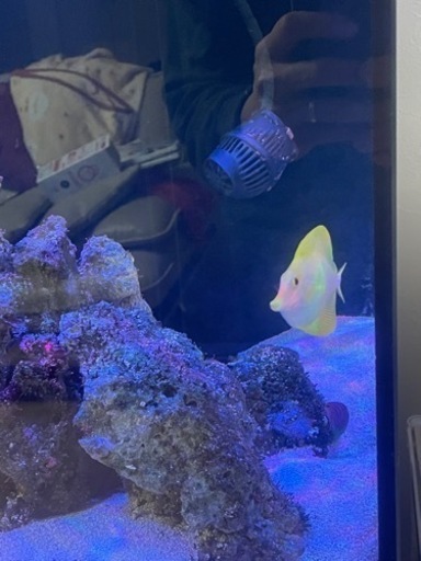 激レア　キイロハギ　海水魚　ハワイ産　