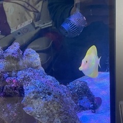 激レア　キイロハギ　海水魚　ハワイ産　の画像