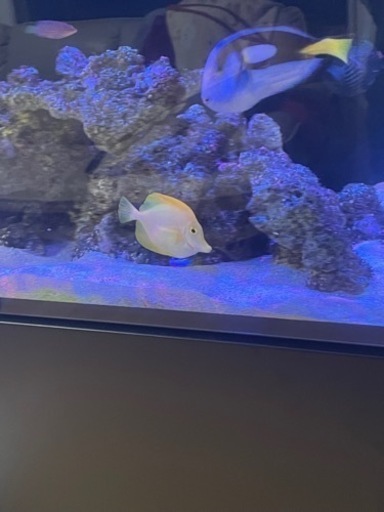 激レア　キイロハギ　海水魚　ハワイ産　