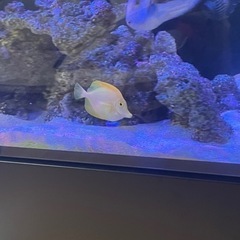 激レア　キイロハギ　海水魚　ハワイ産　の画像