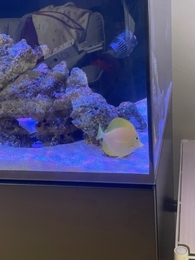 激レア　キイロハギ　海水魚　ハワイ産　