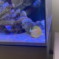 激レア　キイロハギ　海水魚　ハワイ産　の画像