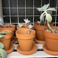 多肉植物　観葉植物　鉢ごと土ごと譲ります