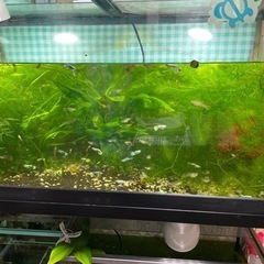 水草（マツモ、アナカリス、ナヤス混合）🍀　　　　　アクアリウム