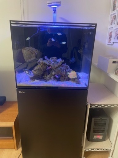 激レア　キイロハギ　海水魚　ハワイ産　