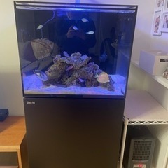 激レア　キイロハギ　海水魚　ハワイ産　の画像