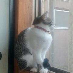 迷い猫　宮城県加美町町裏