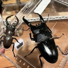 パラワンオオヒラタクワガタ•ペア