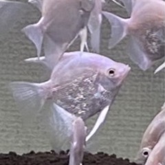 熱帯魚　エンゼルフィッシュ　プラチナエンゼルフィッシュ　5匹1000円の画像