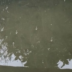 鯉、錦鯉　の画像