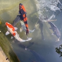 鯉、錦鯉　の画像