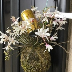 セッコク②の画像