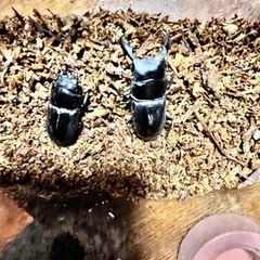 沖縄ヒラタクワガタ♂♀ペア💕