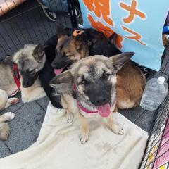 保護犬にご支援お願いします🐕