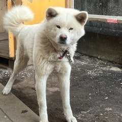 秋田犬